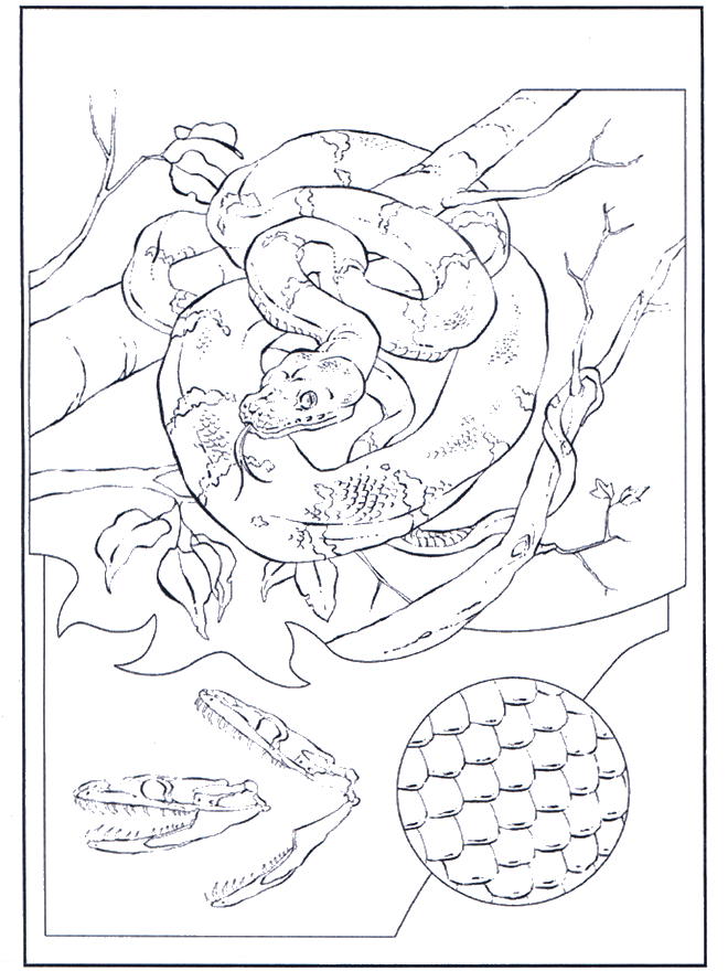 zoo snake coloring pages - photo #10