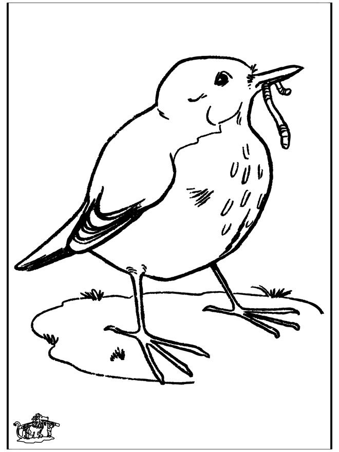 Blackbird - Birds