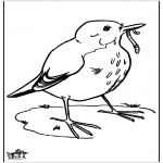 Animals coloring pages - Blackbird