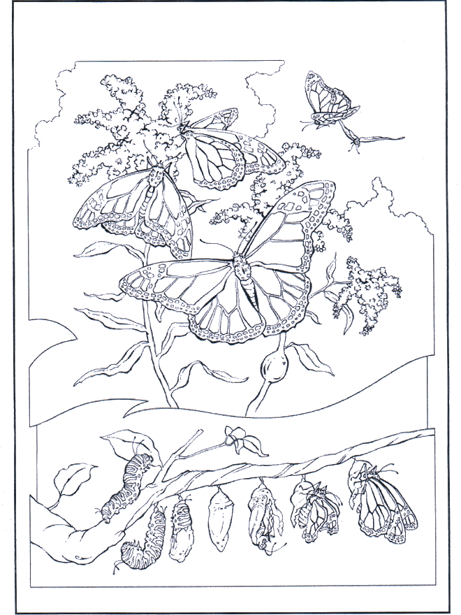 Butterflies 2 - Insects coloring page