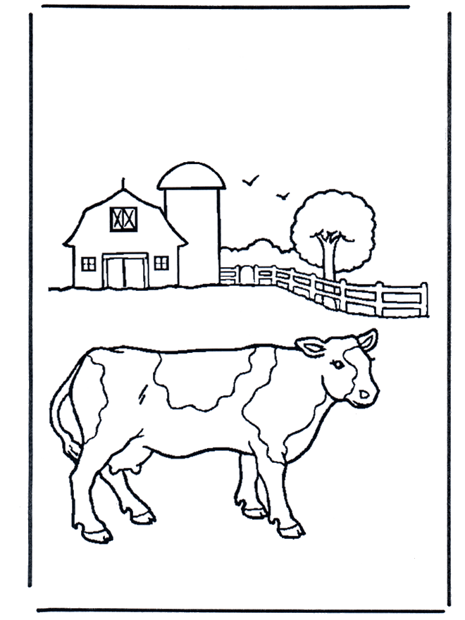 Cow - At the farm