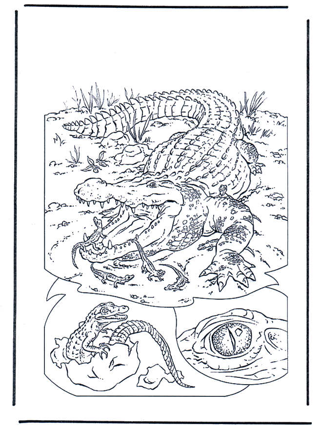  Crocodile 1 - Zoo