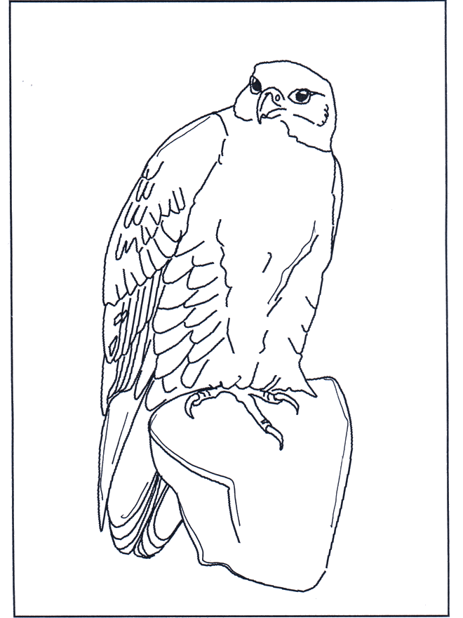 Falcon - Birds