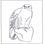 Animals coloring pages - Falcon