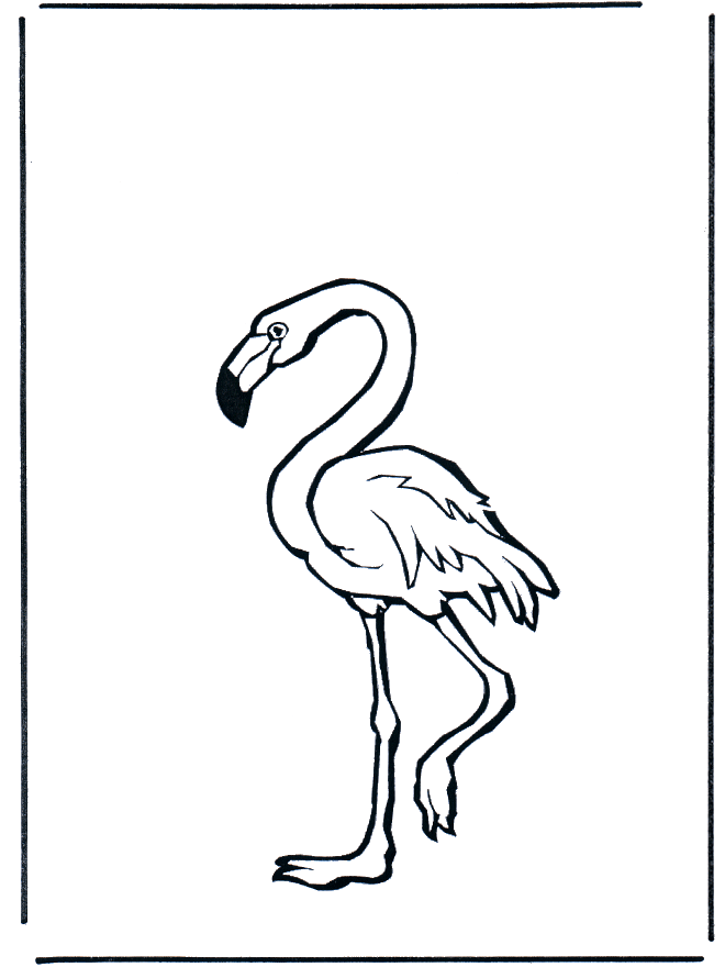 Flamingo - Birds