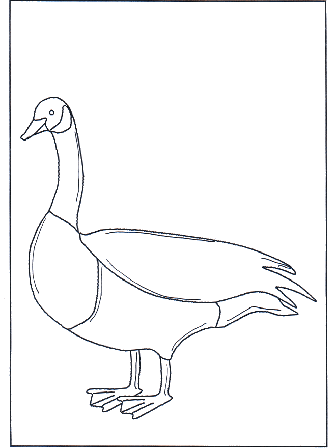 Goose - Birds