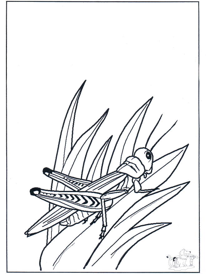 Grass-hopper - Insects coloring page