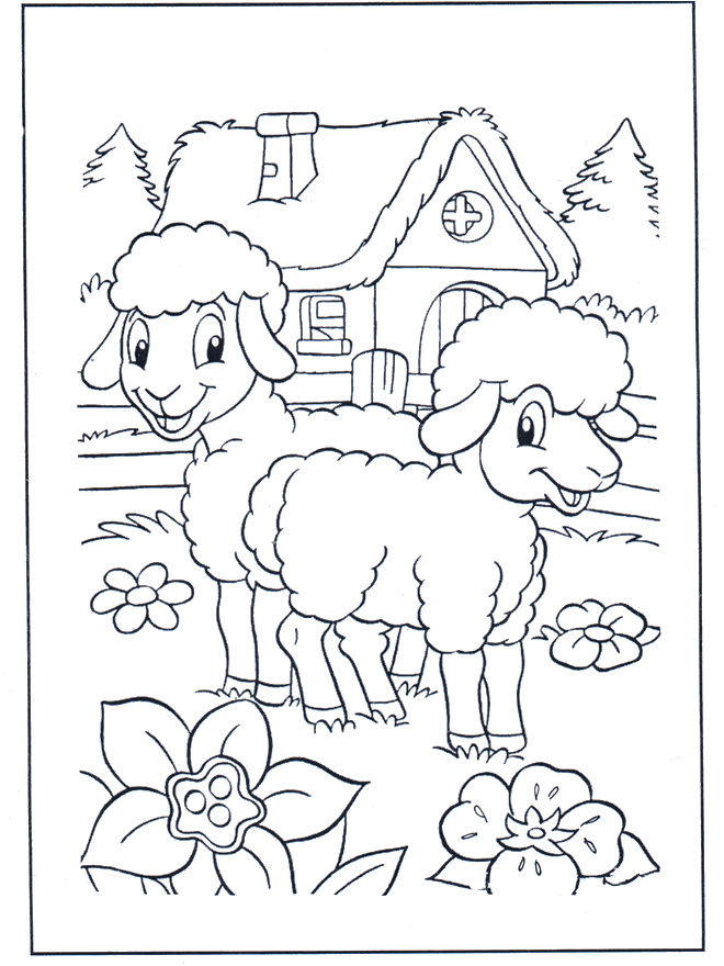 Happy sheep - Animals