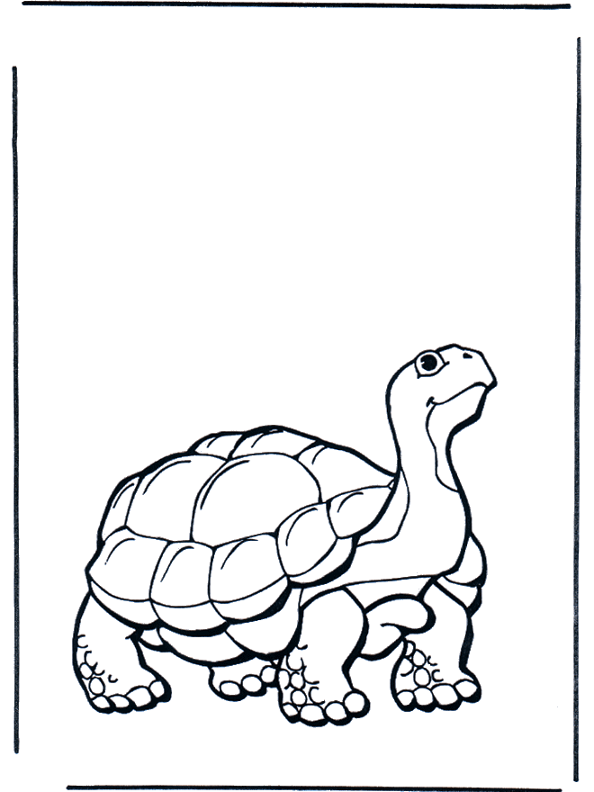 Land turtle - Zoo