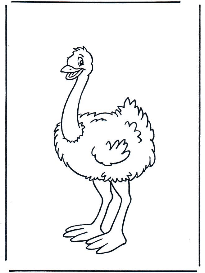 Little ostrich - Animals