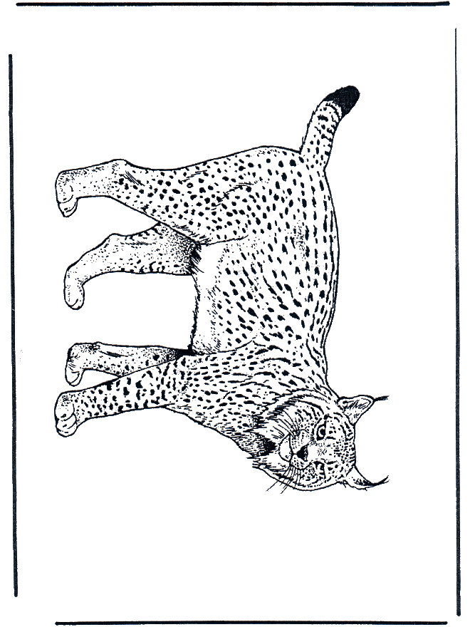 Lynx - Cats