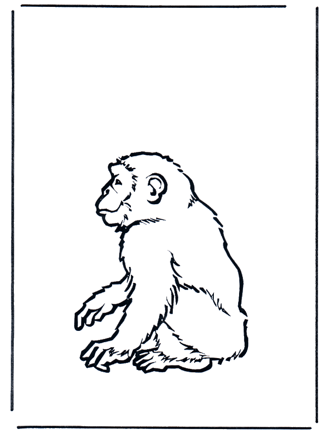 Monkey 2 - Zoo