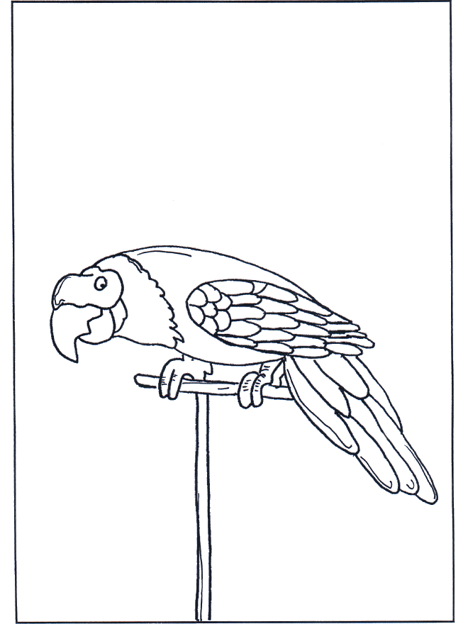 Parrot 3 - Birds