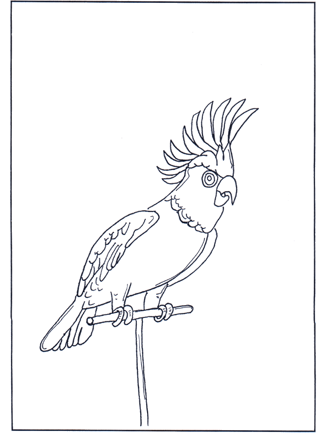 Parrot 4 - Birds