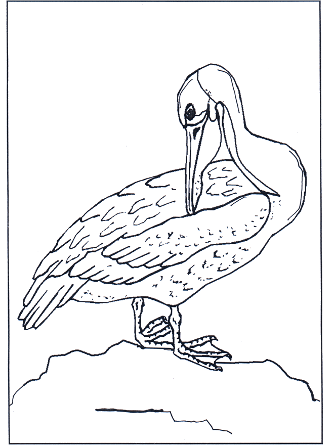 Pelican - Birds