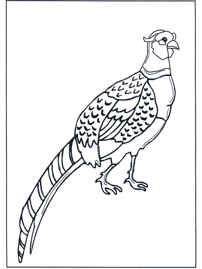 Pheasant - Birds