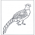 Animals coloring pages - Pheasant