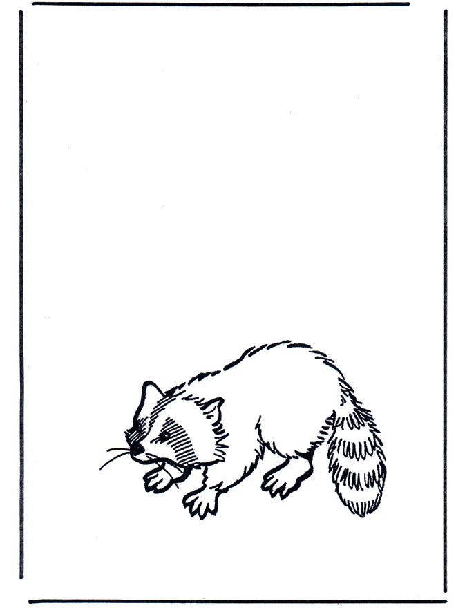 Raccoon - Zoo