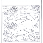 Animals coloring pages - Seals