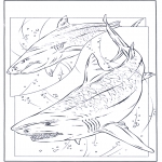 Animals coloring pages - Shark