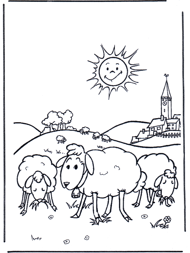 Sheep in the sunshine - pets and animals on the farm