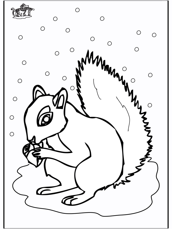 Squirrel 5 - Rodents