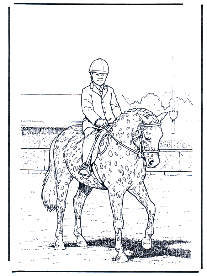Training - Horses