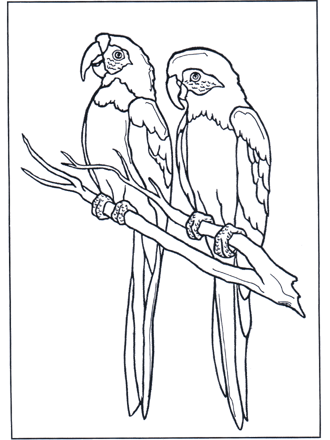 Two parrots - Birds