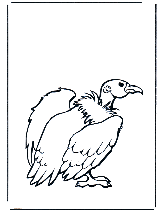 Vultures - Birds